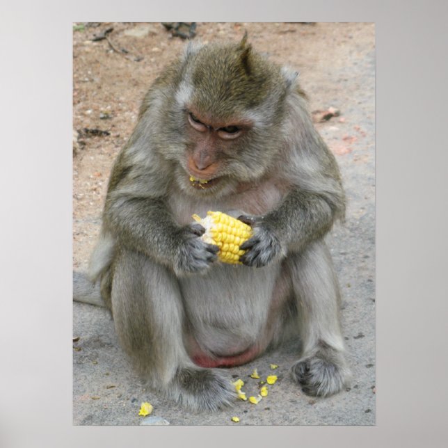 Poster C'est à moi !! ... Singe Macaque Sauvage Thaïlanda (Devant)