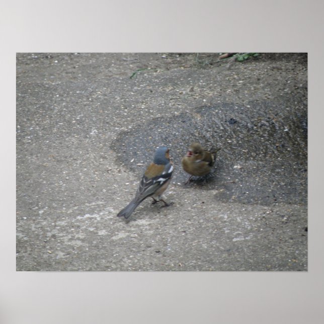 Poster Chaffinch chante pour son souper Print (Devant)