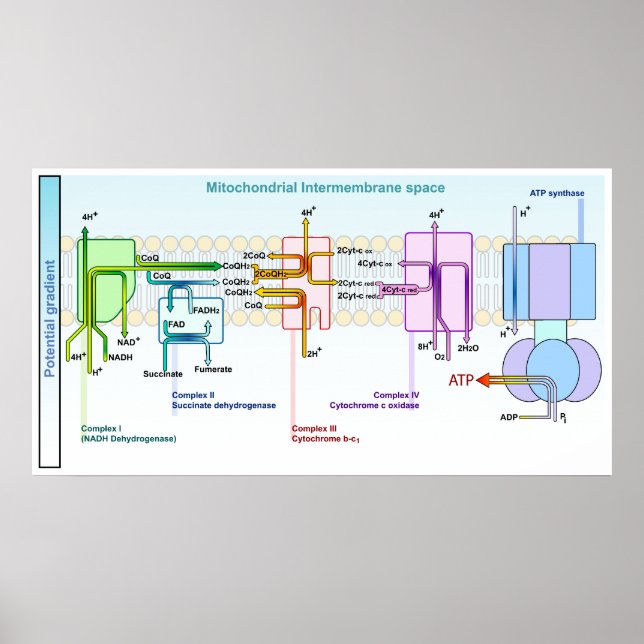 Poster Chaîne électrique Espace intermembranaire mitoncho (Devant)