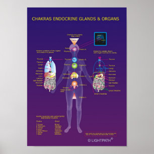 Poster Chakras Endocrine Glands and Organs