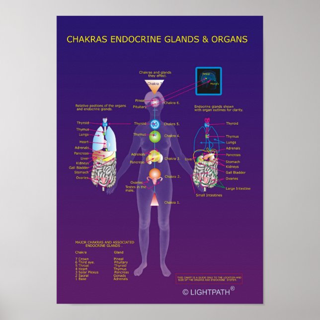Poster Chakras Endocrine Glands and Organs (Devant)