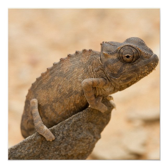 Poster Chameleon en Namibie (Devant)