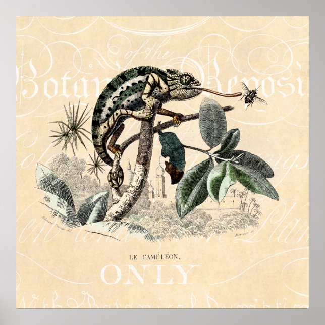 Poster Chameleon Lizard Retro Chameleons vintage 1800 (Devant)