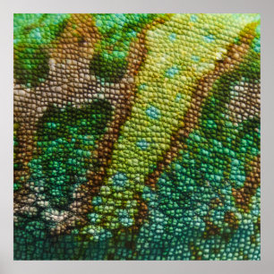 Poster Chameleon Modèle de texture de peau