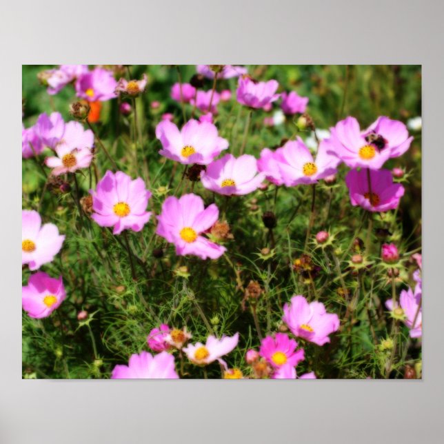 Poster Champ De Cosmos Rose Effet Orton Fleur (Devant)