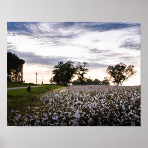 Poster Champ de coton