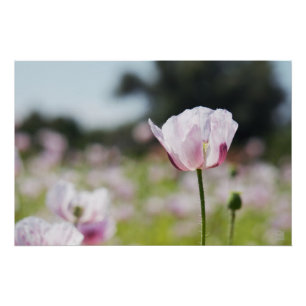 Poster Champ de fleurs avec une fleur lilas en fleurs en 