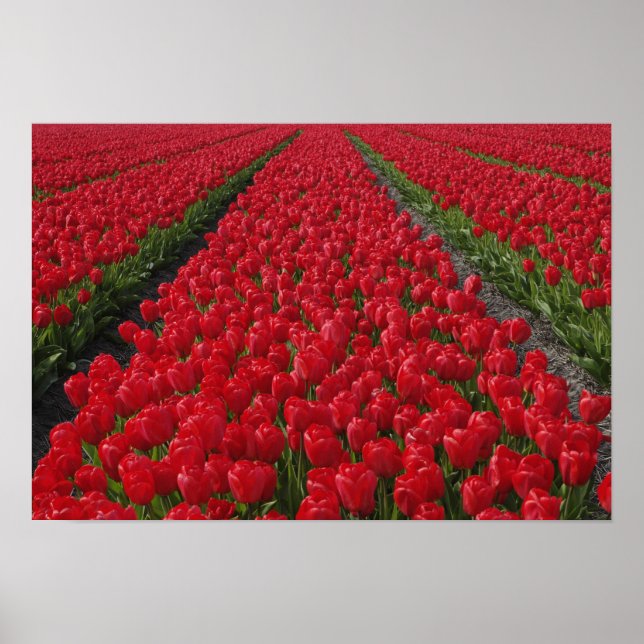 Poster Champ de fleurs de tulipes, Pays-Bas, Hollande (Devant)