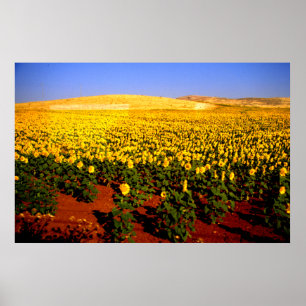 Poster Champ de tournesols, sud de l'Espagne