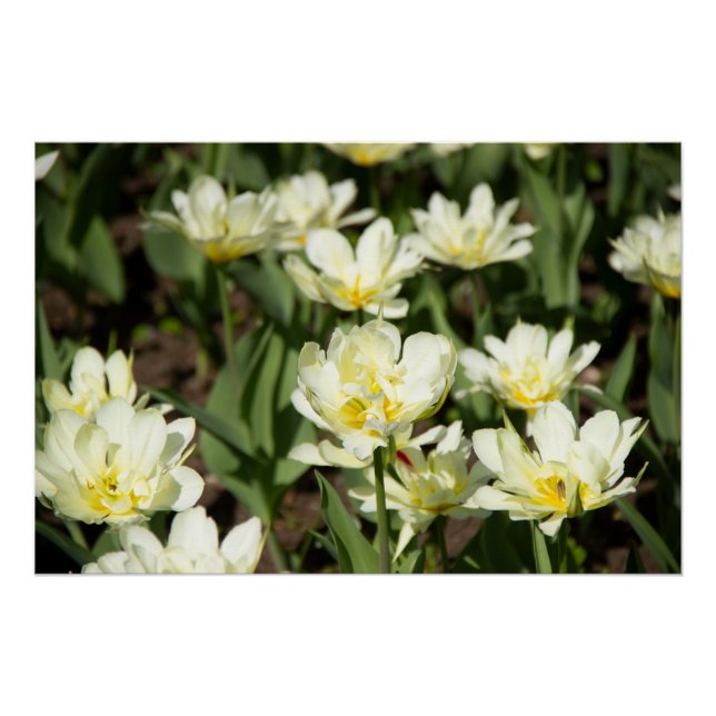 Poster Champ de tulipes blanches Photo (Devant)