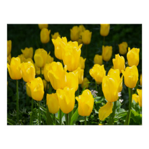 Poster Champ de tulipes jaune vif