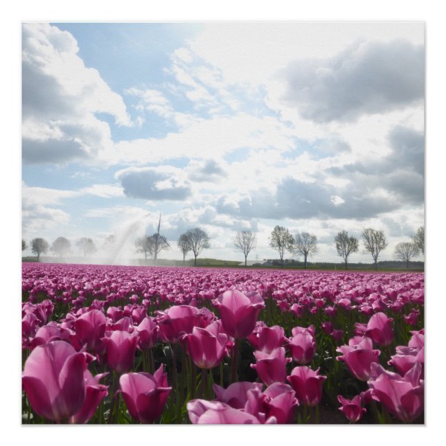 Poster Champ de Tulipes roses avec le ciel bleu (Devant)