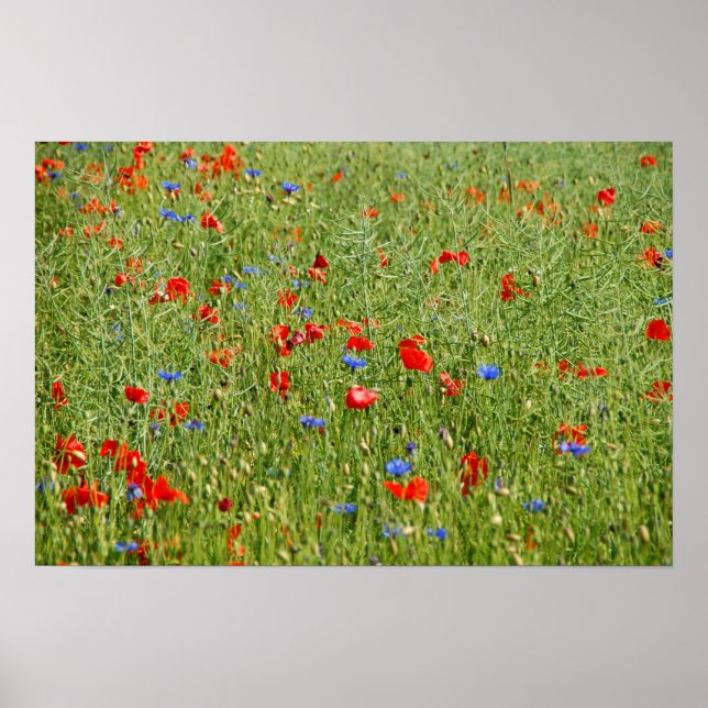 Poster Champ d'été avec fleurs rouges et bleues (Devant)