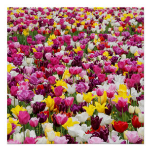 Poster champ plein de tulipes
