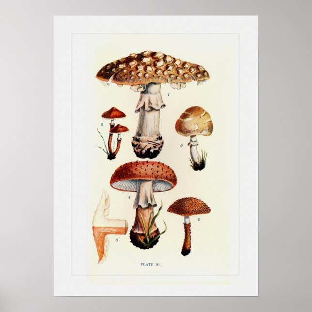 Poster Champignons (Devant)