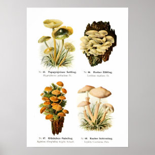 Poster Champignons
