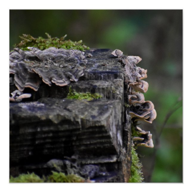 Poster Champignons  (Devant)