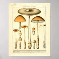 Champignons Brown vintages Art français Imprimer