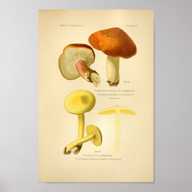 Poster Champignons Brown vintages Art Imprimer Français (Devant)