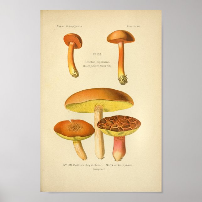 Poster Champignons Brown vintages Art Imprimer Français (Devant)