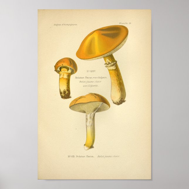 Poster Champignons Brown vintages Art Imprimer Français (Devant)