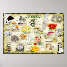 Poster Champignons (comestible et médicinal)