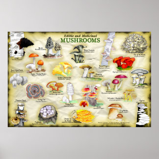 Poster Champignons (comestible et médicinal)