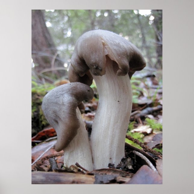Poster Champignons de la forêt de séquoias (Devant)
