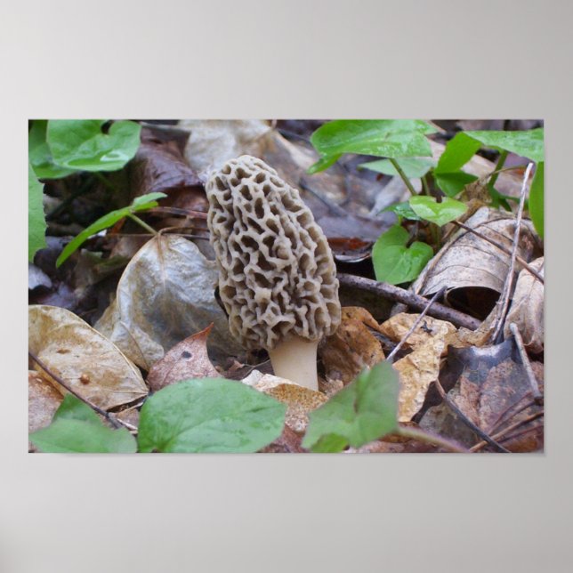 Poster Champignons Lone Grey Morel (Devant)
