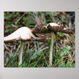 Poster Champignons sauvages blancs Pair Nature