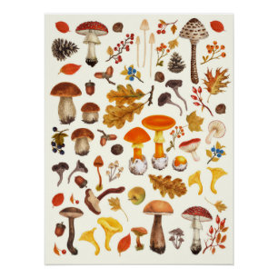 Poster Champignons sauvages sur blanc