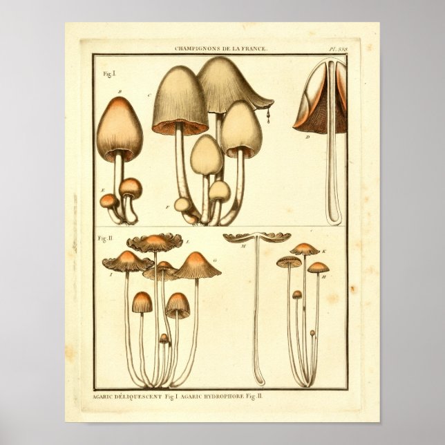 Poster Champignons vintages Casquette Brown Art français  (Devant)