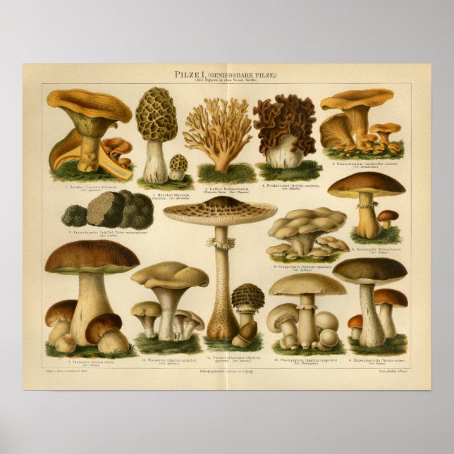 Poster Champignons vintages Pilze Variété Jaune Brown Imp (Devant)