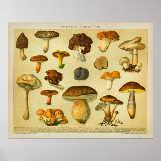 Poster Champignons vintages Pilze Variété Tabourets Impri (Devant)