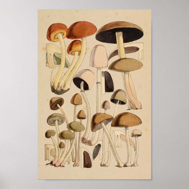 Poster Champignons vintages Variétés Art Brown vert Impri (Devant)