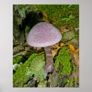 Poster Champignons violets sur l'affiche du journal de Mo