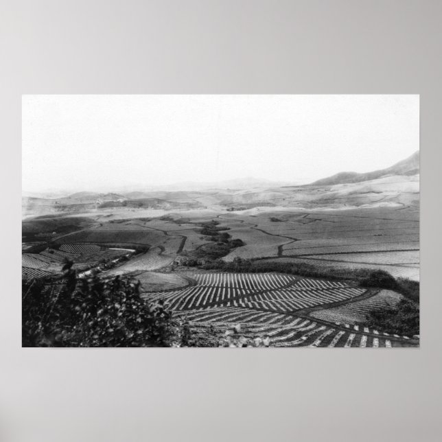 Poster Champs d'ananas à Hawaii PhotoHawaii (Devant)