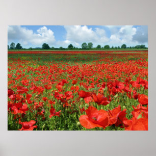 Poster Champs de pavot