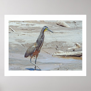 Poster "Charadriidé/Costa Rica" (photog. manip