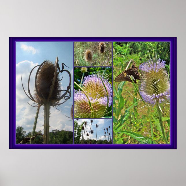 Poster Chardon de leville - Dipsacus fullonum (Devant)