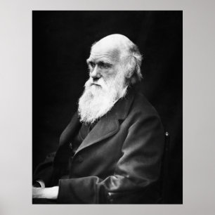Poster Charles Darwin Portrait