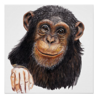Poster Charmant Chimpanzé