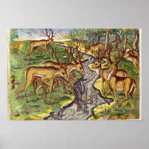 Poster Chasse à mâle, 'de Narratio brevis