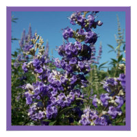 Chaste Arbre Fleurs violettes