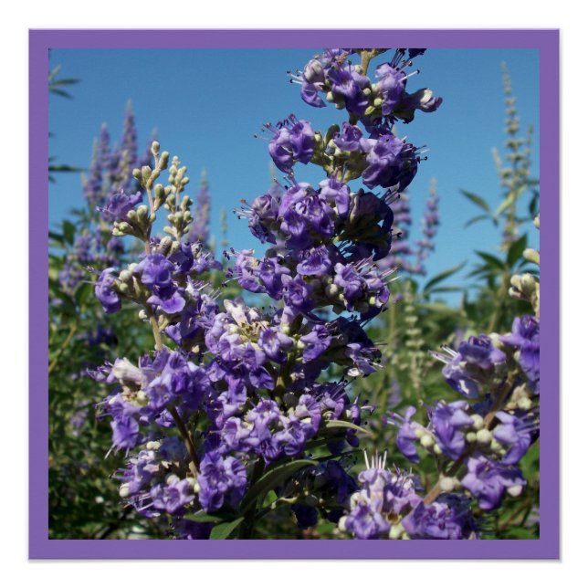 Poster Chaste Arbre Fleurs violettes (Devant)