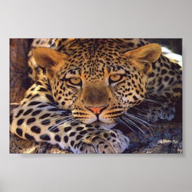 Poster chat (Devant)