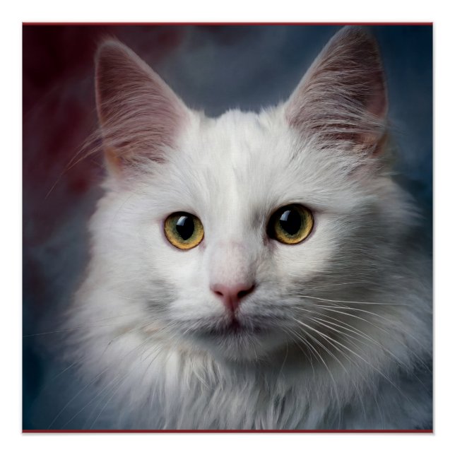 Poster Chat angora turc blanc rouge bleu (Devant)