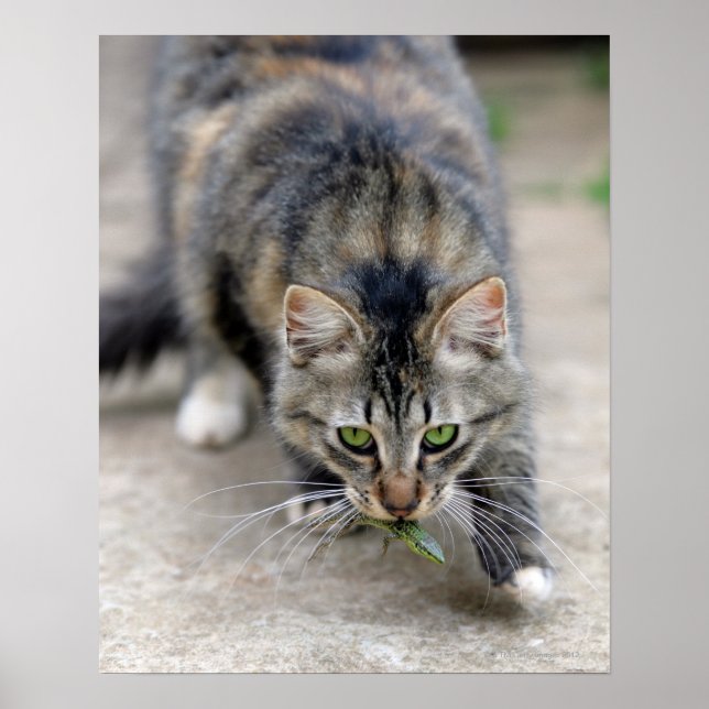 Poster chat attrapé un lézard (Devant)