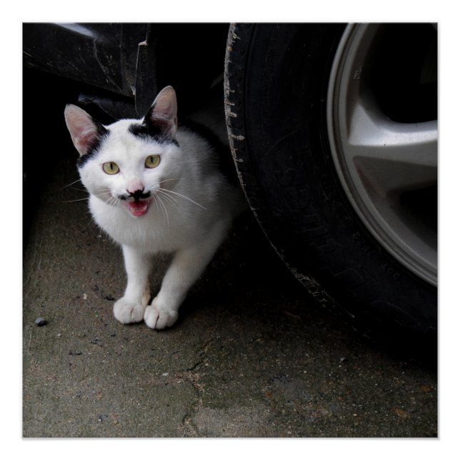 Poster Chat avec Moustache (Devant)