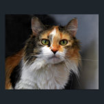 Poster Chat de Calico<br><div class="desc">Ce magnifique chat calico pose avec confiance, sachant qu'elle est belle. Les chats de Calico sont des chats domestiques avec un manteau tacheté de trois couleurs qui est principalement blanc, avec des taches de deux autres couleurs (souvent, les deux autres couleurs sont orange tabby et noir). En dehors de l'Amérique...</div>